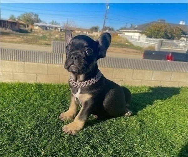 Medium Photo #1 French Bulldog Puppy For Sale in TUCSON, AZ, USA