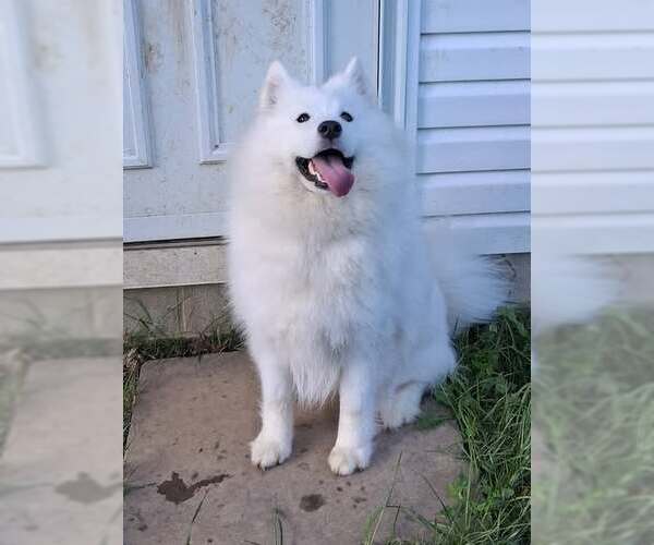 Medium Photo #1 Samoyed Puppy For Sale in Northfield, OH, USA