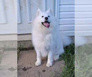 Samoyed Dogs for adoption in Northfield, OH, USA