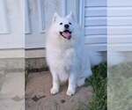 Small Samoyed