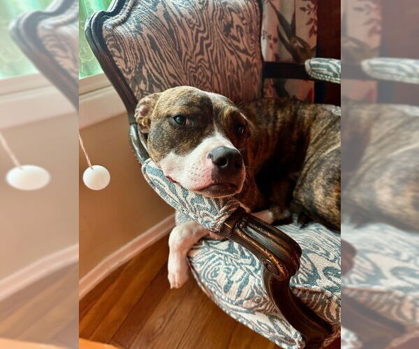 Medium Photo #5 Mutt Puppy For Sale in Elmsford, NY, USA