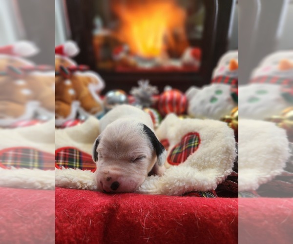Medium Photo #6 Dalmatian Puppy For Sale in VASSALBORO, ME, USA