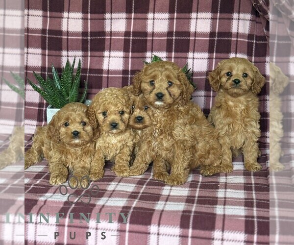 Medium Photo #2 Cavapoo Puppy For Sale in PARADISE, PA, USA