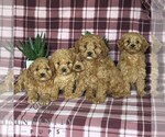 Small #1 Cavapoo