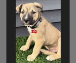 Small #9 American Pit Bull Terrier Mix