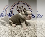 Small Photo #11 Bulldog Puppy For Sale in CENTERVILLE, OH, USA