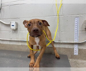 American Staffordshire Terrier-Unknown Mix Dogs for adoption in Grand Prairie, TX, USA