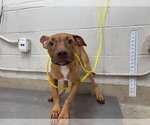 Small American Staffordshire Terrier Mix