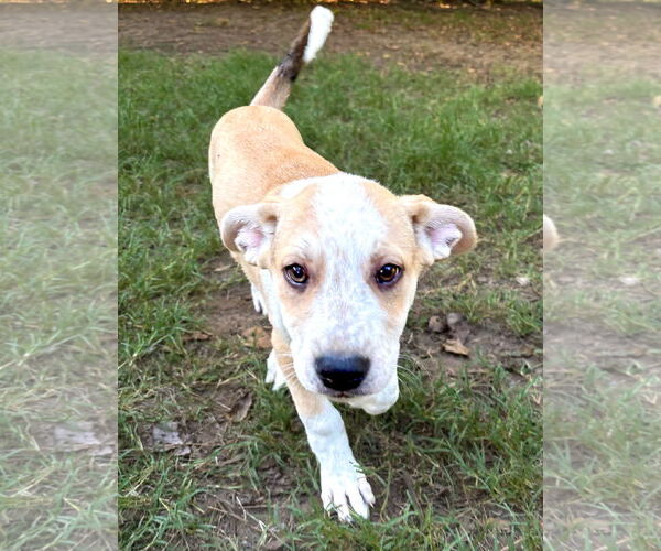 Medium Photo #8 Shepradors Puppy For Sale in McKinney, TX, USA
