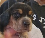 Puppy Puppy 3 Beagle