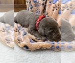 Small #10 Labrador Retriever