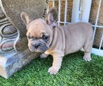 Small #10 French Bulldog