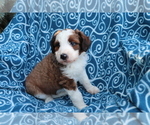 Small Photo #2 Aussiedoodle Puppy For Sale in SHILOH, OH, USA