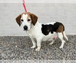 Small Photo #4 Beagle Puppy For Sale in Canton, CT, USA