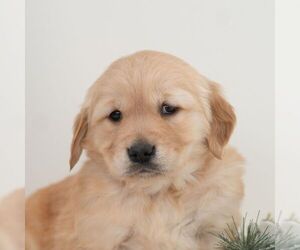 Golden Retriever Puppy for sale in NEWPORT, PA, USA