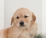Small Golden Retriever