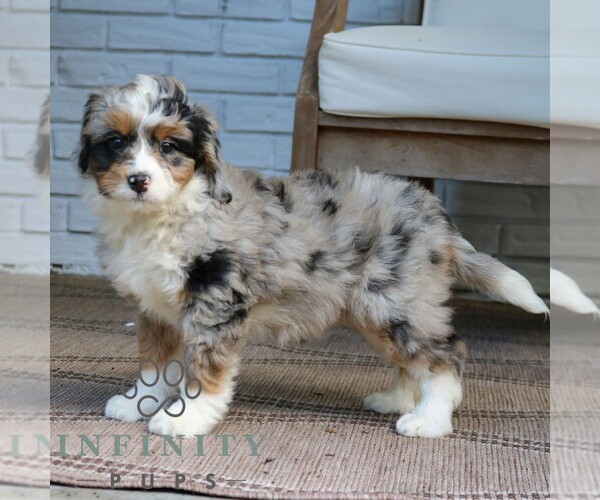 Medium Photo #3 Bernedoodle (Miniature) Puppy For Sale in NARVON, PA, USA