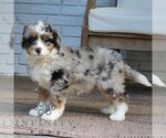 Gigi - Female Bernedoodle (Miniature) Puppy for Sale - Photo #3