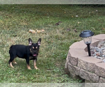 Small #5 French Bulldog