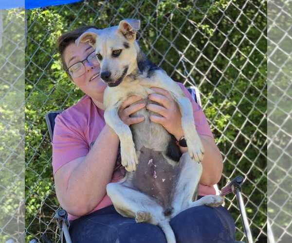 Medium Photo #4 Mutt Puppy For Sale in Anniston, AL, USA