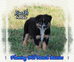 Small Miniature Australian Shepherd