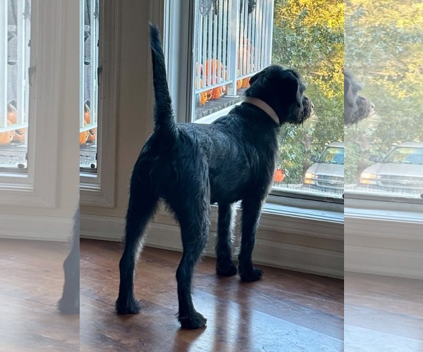 Medium Photo #3 Poodle (Miniature)-Unknown Mix Puppy For Sale in Hillsboro, MO, USA