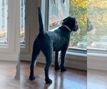 Small Photo #3 Poodle (Miniature)-Unknown Mix Puppy For Sale in Hillsboro, MO, USA