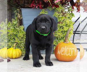 Labrador Retriever Puppy for sale in GORDONVILLE, PA, USA