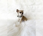 Small #3 Chihuahua