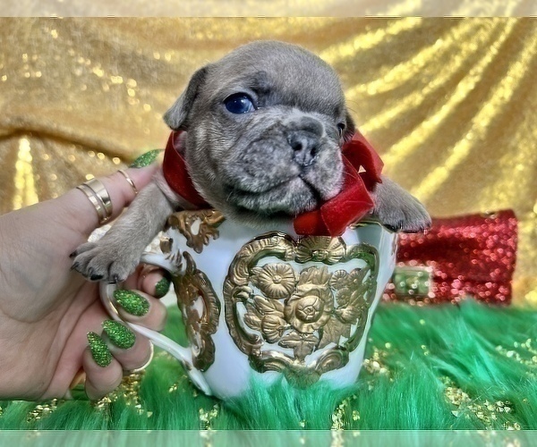 Medium Photo #94 French Bulldog Puppy For Sale in HAYWARD, CA, USA