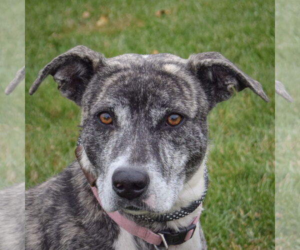Medium Photo #1 Catahoula Leopard Dog-Unknown Mix Puppy For Sale in Huntley, IL, USA