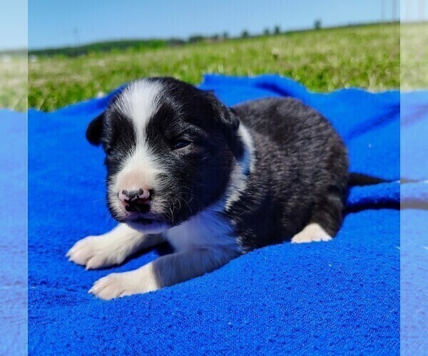 Medium Photo #95 Border Collie Puppy For Sale in NORBORNE, MO, USA