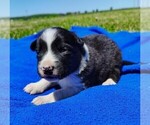 Small Photo #95 Border Collie Puppy For Sale in NORBORNE, MO, USA