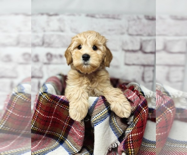 Medium Photo #1 Australian Labradoodle Puppy For Sale in BRUSH PRAIRIE, WA, USA