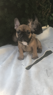 Medium Photo #1 French Bulldog Puppy For Sale in NEW HAVEN, CT, USA