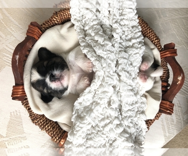 Medium Photo #3 Shih Tzu Puppy For Sale in CLEARWATER, FL, USA