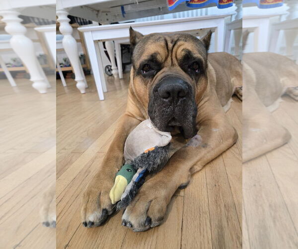 Medium Photo #1 Mutt Puppy For Sale in Goodyear, AZ, USA