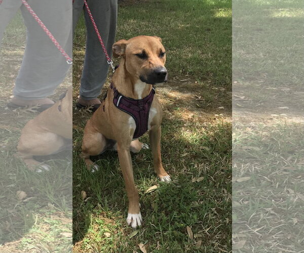 Medium Photo #1 Labrador Retriever Puppy For Sale in Houston, TX, USA