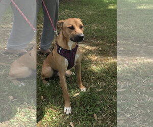 Labrador Retriever Dogs for adoption in Houston, TX, USA