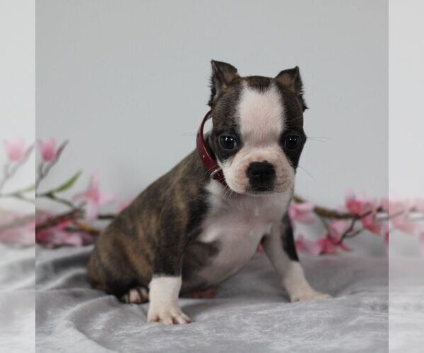 Medium Photo #5 Boston Terrier Puppy For Sale in PORT ROYAL, PA, USA