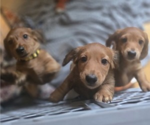 Dachshund Litter for sale in TOMS RIVER, NJ, USA