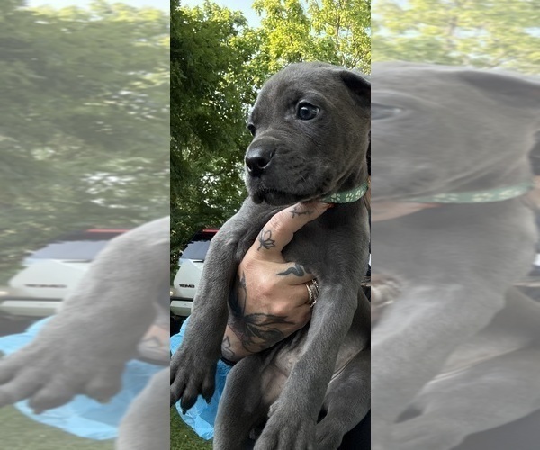 Medium Photo #23 Cane Corso Puppy For Sale in ANDERSON, IN, USA