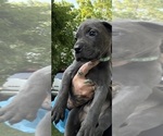 Small #5 Cane Corso