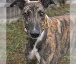 Small Greyhound