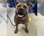 Small Mastiff