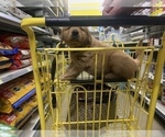 Small Photo #33 Golden Retriever Puppy For Sale in ALIQUIPPA, PA, USA
