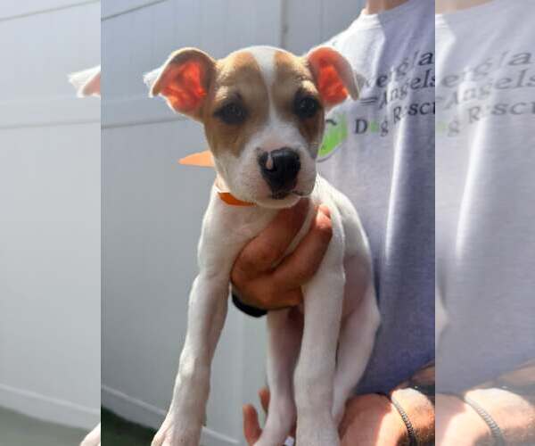 Medium Photo #2 Boxer-Unknown Mix Puppy For Sale in Pompano Beach , FL, USA