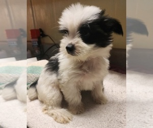 Chinese Crested Puppy for sale in BARBERTON, OH, USA