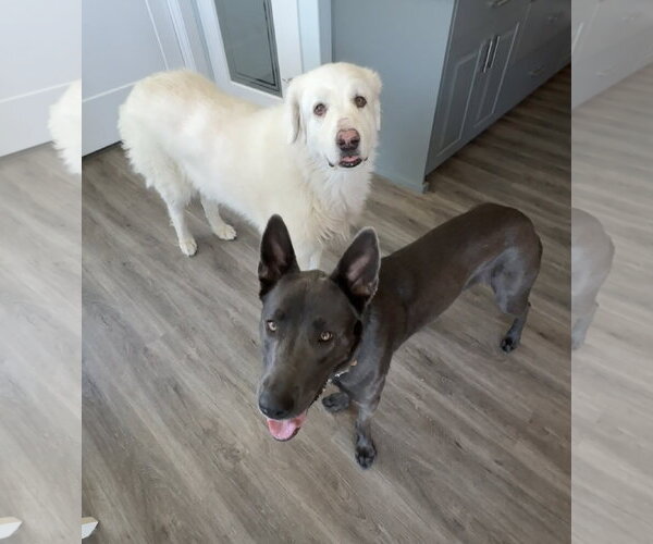 Medium Photo #6 Labrador Retriever-Unknown Mix Puppy For Sale in Sandy, UT, USA