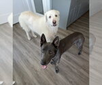 Small #5 Labrador Retriever Mix